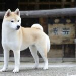 Elonia: Discover the Unique World of Elonia and Its Top Features