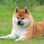 Pwease: Meaning, Usage, and Popular Memes Explained