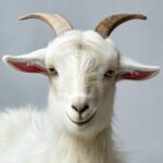 Monkey Crypto: Guide to Features, Benefits, and How to Get Started